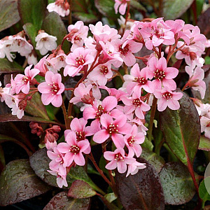 Bergenia 'Pink Dragonfly' GM P9