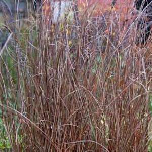Carex buch. 'Firefox' GM P9
