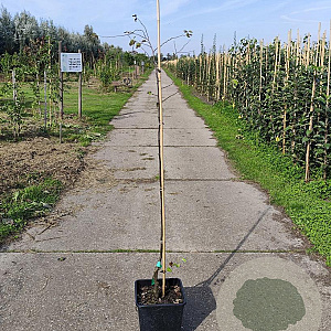 Cydonia o. 'Champion' 125-150 cm 10L