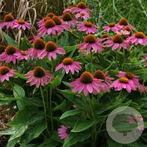 Echinacea p. Powwow Wild Berry GM P9