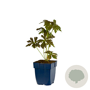 Geranium macul. 'Espresso' GM  P11