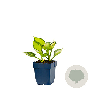 Hosta 'Colored Hulk' GM  P11