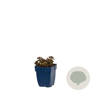 Sedum spurium 'Fuldaglut' GM  P11