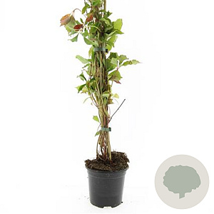 Parthenocissus quinq.engelmannii GM C1.3