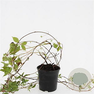 Parthenocissus quinq.engelmannii GM C1.3