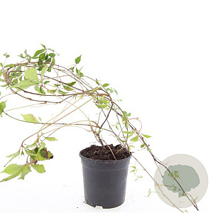 Parthenocissus quinq.engelmannii GM C1.3
