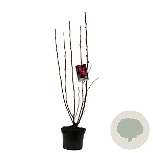 Ribes sang. 'King Edward VII' 60-80 cm 4,5L