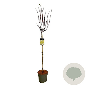 Hydrangea pan. Candlelight 120 cm stam 15L
