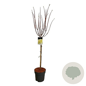 Hydrangea pan. Candlelight 90 cm stam 15L