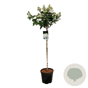 Hydrangea pan. Early Harry 120 cm stam 15L