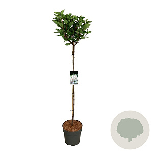 Hydrangea pan. Early Harry 120 cm stam 15L