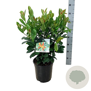 Prunus l. Bonaparte 50-60 cm 6L