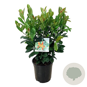 Prunus l. Bonaparte 50-60 cm 6L