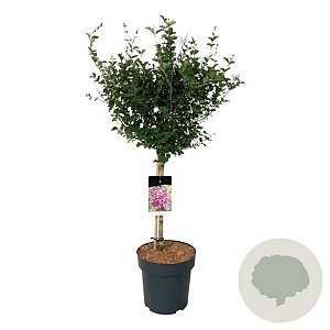 Syringa Bloomerang Dark Purple 60 cm stam 15L