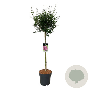 Syringa Bloomerang Dark Purple 90 cm stam 15L
