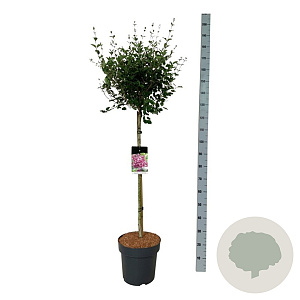 Syringa Bloomerang Dark Purple 90 cm stam 15L