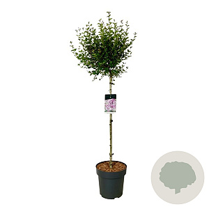 Syringa meyeri Flowerfesta Purple 90 cm stam 15L