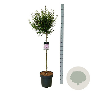 Syringa meyeri Flowerfesta Purple 90 cm stam 15L