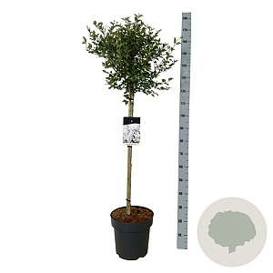Syringa meyeri Flowerfesta White 90 cm stam 15L