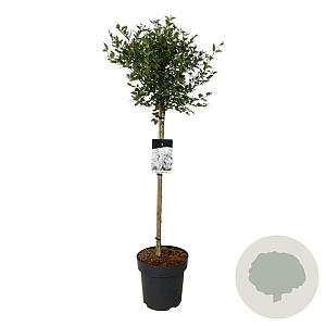 Syringa meyeri Flowerfesta White 90 cm stam 15L