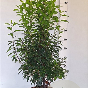 Prunus l. 'Angustifolia' 80-100 cm 10L