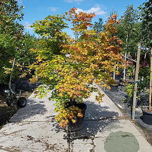Acer palmatum 200-250 cm container solitair