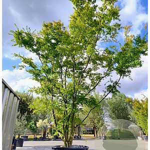 Acer palmatum 450-500 cm container solitair