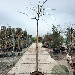 Albizia julibr. Ombrella 200 cm stam container 10-12 lei 150x120