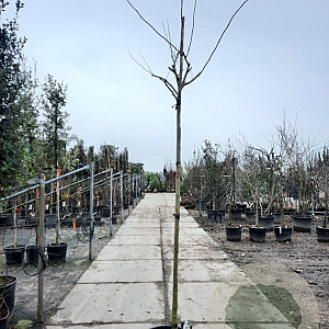 Albizia julibr. Ombrella 200 cm stam container 12-14
