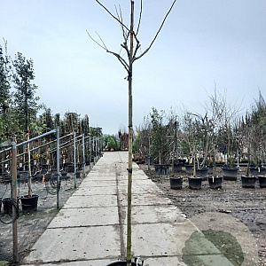 Albizia julibr. Ombrella 200 cm stam container 12-14