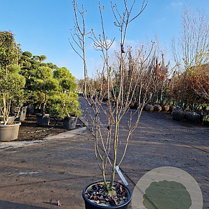 Cornus florida 125-150 cm 35L