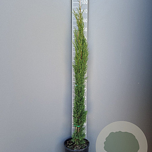 Cupressus semp. 'Pyramidalis' 125-150 cm 10L