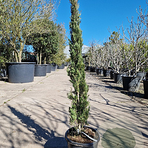 Cupressus semp. 'Pyramidalis' 125-150 cm container 
