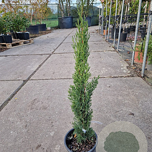 Cupressus semp. 'Totem' 40-60 cm 3,0L