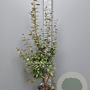 Elaeagnus ebbingei 125-150 cm 10L