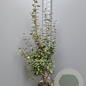 Elaeagnus ebbingei 125-150 cm 10L
