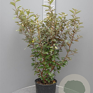 Elaeagnus ebbingei 80-100 cm 7,5L