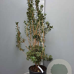 Enkianthus campanulatus 100-125 cm 20L