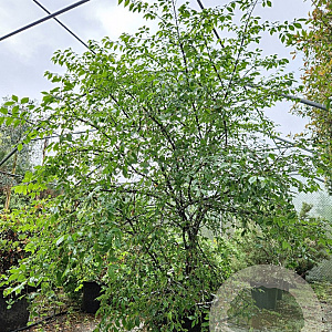 Euonymus alatus 150-175 cm 50L