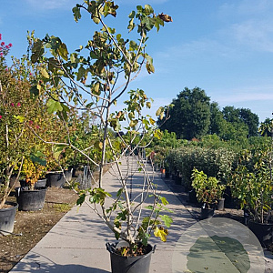Ficus carica 250-300 cm container meerstammig