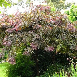 Gleditsia triac. 'Rubylace' 300-350 cm container meerstammig