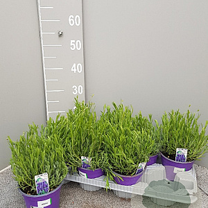Lavandula ang. 'Hidcote' P14