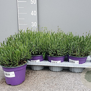 Lavandula ang. 'Hidcote' P14
