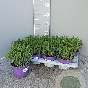 Lavandula ang. 'Hidcote' P14