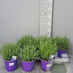 Lavandula ang. 'Hidcote' P14