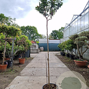 Lagerstroemia indica 200 cm stam container 6-8