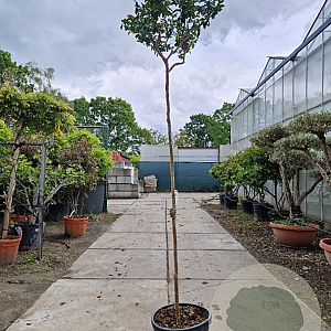 Lagerstroemia indica 200 cm stam container 6-8
