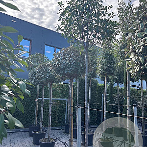 Photinia fraseri 'Red Robin' 180 cm stam 45L 12-14