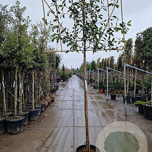 Photinia fraseri 'Red Robin' 180 cm stam container 8-10
