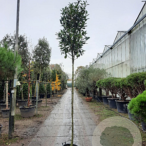 Photinia fraseri 'Red Robin' 200 cm 30L 10-12